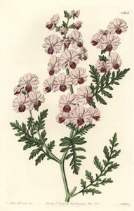 Armen-Orchidee von Sydenham Teast Edwards