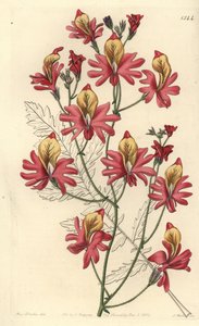 Arme-Leute-Orchidee, Schizanthus grahamii von Sydenham Teast Edwards