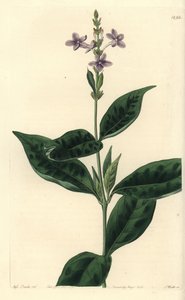 Immerblühendes Eranthemum, Pseuderanthemum faecundum