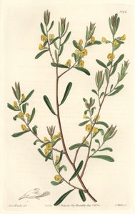 Pultanea flexilis, aus Australien, aus dem Botanischen Register