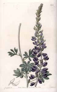 Purpur-Lupine Variete - Graviert von S. Watts, nach einer Illustration von Sarah Anne Drake (1803-1857), aus dem Botanical Register von Sydenham Edwards (1768-1819), England