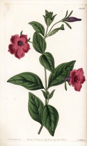 Purpurblütige Petunie - Tafel graviert von S. Watts, nach einer Illustration von Sarah Anne Drake (1803-1857), aus dem Botanical Register von Sydenham Edwards (1768-1819), England