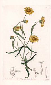Königsgänseblümchen von Kalifornien von Sydenham Teast Edwards
