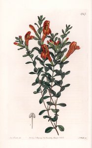 Rotes Clinopodium, aus dem Botanischen Register von Sydenham Edwards