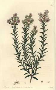 Rote Soulangia, Soulangia rubra