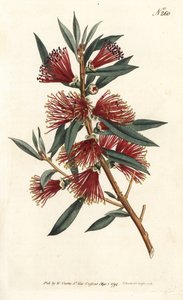 Zitronenflaschenbürste (Stich von Sansom, Illustration von Sydenham Edwards) von Sydenham Teast Edwards
