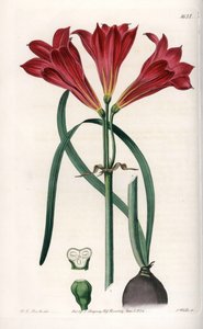 Rodophiale bifida