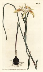 Gerolltes Moraea-Blatt, Moraea angusta