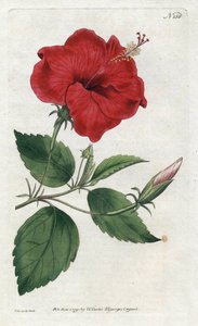 Rose de Chine (Lithographie von Sydenham Edwards)