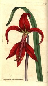 Jakobslilie, Sprekelia formosissima