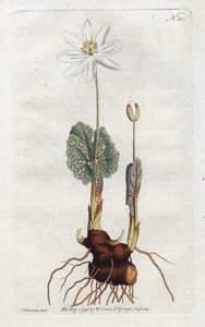 Sanguinaire du Canada (Lithographie von Sydenham Edwards) von Sydenham Teast Edwards