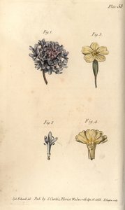 Skabiosenblüte, Scabiosa atropurpurea, Tetrandria