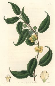 Schisandra mit gelben Blüten, heimisch in Nepal