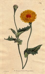 Skorzonere (oder Schwarzwurzel) von Tanger oder Vipernkraut mit Mohnblatt, gelbe Blüten mit purpurrotem Herz. Skorzonera von Tanger oder Mohnblättriges Vipernkraut: gelbe Blüte mit purpurrotem Herz. „Heimisch in Tanger an der Barbareiküste.“ Skorzonera ti