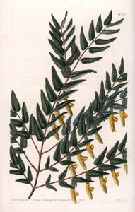 Scotia mit glatten Zweigen