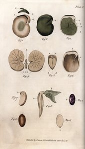 Samen und ihre Schnitte: Sorten der gewöhnlichen Bohne und Feigensamen. Farbiger Kupferstich, Illustration von Sydenham Edwards (1768-1819) für Konferenzen der Botanik, Botanischer Garten von Lambeth (England)