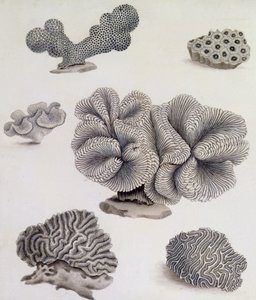 Muscheln und Meeresflora von Sydenham Teast Edwards