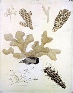 Muscheln und Meeresflora von Sydenham Teast Edwards