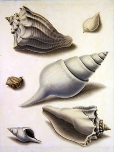 Muscheln und Meeresflora von Sydenham Teast Edwards