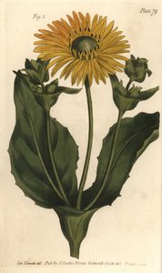 Silphium oder Harzblatt, Silphium asteriscus
