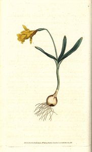 Kleine Narzisse (Kupferstich)