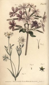 Seifenkraut, Saponaria officinalis