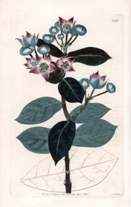 Sodomapfelbaum oder Seidenbaum - Platte graviert von S. Watts nach einer Illustration von Sarah Anne Drake (1803-1857), aus dem Botanical Register von Sydenham Edwards (1768-1819), England