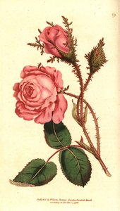 Funkelnde Rose, Rosa centifolia f. muscosa