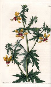 Würziger Mohn