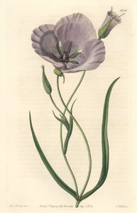 Prachtvolle Calochorte (prächtige Mariposa), heimisch in Kalifornien - Satiny Calochortus oder prächtige Mariposa-Lilie, Calochortus splendens, heimisch in Kalifornien - Handkolorierter Kupferstich von S. Watts nach einer Illustration von Miss Drake, aus S