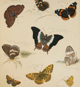 Studien von Schmetterlingen und Insekten von Sydenham Teast Edwards