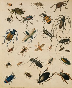 Studien von Insekten
