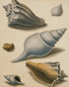Studien von Muscheln und Meeresflora