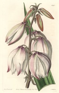 Prächtige Yucca von Sydenham Teast Edwards