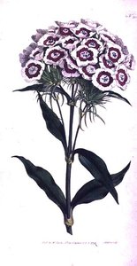 Bartnelke (Dianthus barbatus), Tafel 205 aus William Curtis