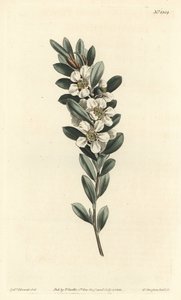 Küsten-Teebaum, Leptospermum laevigatum (Glattes Fabricia, Fabricia laevigata)