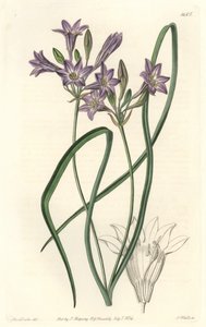 Triteleia ou brodiacea lache