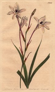 Tritonie mit langem Stiel und rosa-weiß geäderten Blüten