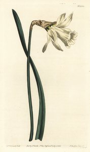 Kleine weiße spanische Narzisse, Narcissus pseudonarcissus subsp. moschatus (Narcissus moschatus)