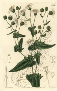 Moscharia pinnatifida
