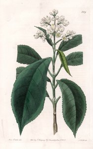 Turpinia Varietät