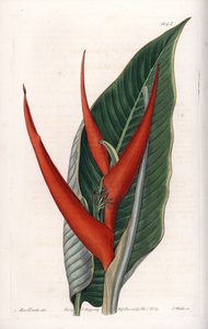 Helikonien-Varietät (Stich von S. Watts, Illustration von Sarah Anne Drake)