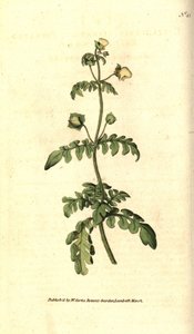Gefiederter Pantoffelblume
