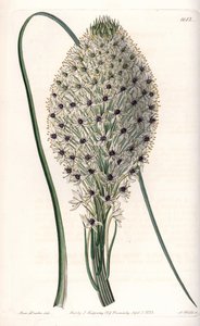 Helonias asphodeloides von Sydenham Teast Edwards