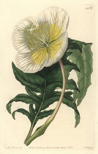 Weiße Nachtkerze, Oenothera anisoloba