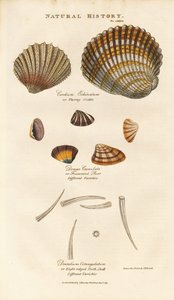 Verschiedene Muschelarten