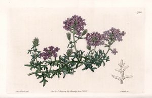 Verbena multifide - Graviert von S. Watts, nach einer Illustration von Sarah Anne Drake (1803-1857), aus dem Botanical Register von Sydenham Edwards (1768-1819), England