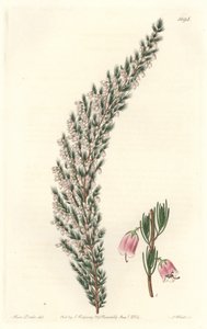 Vesikuläres Epiary, ursprünglich aus Europa, aus dem Botanischen Register