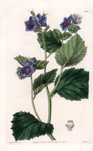 Viscous Phacelia - Platte graviert von S. Watts, nach einer Illustration von Sarah Anne Drake (1803-1857), aus dem Botanical Register von Sydenham Edwards (1768-1819), England