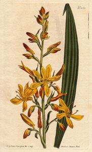 Wachendorfia (rote Wurzel) hat große gelbe und orangefarbene Blüten an der Spitze. Hochblühende Wachendorfia mit gelben und orangefarbenen Blüten. Einheimisch in Südafrika. Wachendorfia thyrsiflora. Handkolorierter Kupferstich nach einer botanischen Illust von Sydenham Teast Edwards